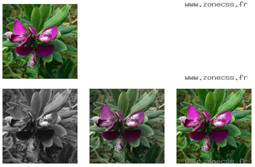copie d'écran de l'affichage de la fonction CSS grayscale()